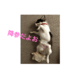 猛犬三兄弟(第一弾)日常編（個別スタンプ：1）
