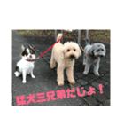 猛犬三兄弟(第一弾)日常編（個別スタンプ：4）