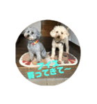 猛犬三兄弟(第一弾)日常編（個別スタンプ：6）