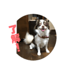 猛犬三兄弟(第一弾)日常編（個別スタンプ：8）