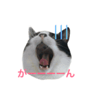 我が家のぽんずくん3（個別スタンプ：2）