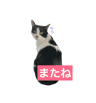 我が家のぽんずくん3（個別スタンプ：3）