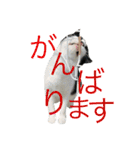我が家のぽんずくん3（個別スタンプ：5）