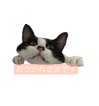 我が家のぽんずくん3（個別スタンプ：6）