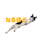 我が家のぽんずくん3（個別スタンプ：7）
