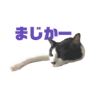 我が家のぽんずくん3（個別スタンプ：8）