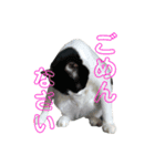 我が家のぽんずくん3（個別スタンプ：9）
