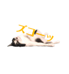 我が家のぽんずくん3（個別スタンプ：11）