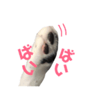 我が家のぽんずくん3（個別スタンプ：12）