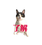 我が家のぽんずくん3（個別スタンプ：13）