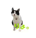 我が家のぽんずくん3（個別スタンプ：14）