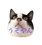 我が家のぽんずくん3（個別スタンプ：17）