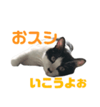 我が家のぽんずくん3（個別スタンプ：19）