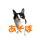 我が家のぽんずくん3（個別スタンプ：22）