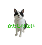 我が家のぽんずくん3（個別スタンプ：23）