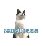 我が家のぽんずくん3（個別スタンプ：24）