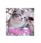 リアル にゃんこ（個別スタンプ：1）