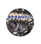 リアル にゃんこ（個別スタンプ：2）