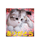 リアル にゃんこ（個別スタンプ：3）