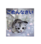 リアル にゃんこ（個別スタンプ：4）