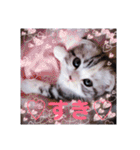 リアル にゃんこ（個別スタンプ：7）