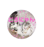 リアル にゃんこ（個別スタンプ：9）