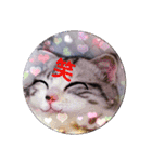 リアル にゃんこ（個別スタンプ：10）