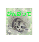 リアル にゃんこ（個別スタンプ：11）