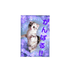 リアル にゃんこ（個別スタンプ：12）