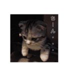 リアル にゃんこ（個別スタンプ：15）