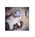 リアル にゃんこ（個別スタンプ：16）