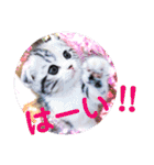 リアル にゃんこ（個別スタンプ：17）