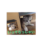 リアル にゃんこ（個別スタンプ：18）