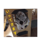 リアル にゃんこ（個別スタンプ：19）