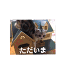リアル にゃんこ（個別スタンプ：20）