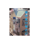 リアル にゃんこ（個別スタンプ：21）