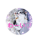 リアル にゃんこ（個別スタンプ：23）