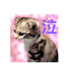 リアル にゃんこ（個別スタンプ：24）