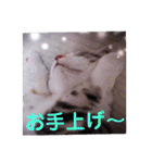 リアル にゃんこ（個別スタンプ：25）