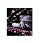 リアル にゃんこ（個別スタンプ：26）