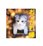 リアル にゃんこ（個別スタンプ：29）