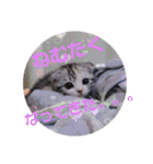 リアル にゃんこ（個別スタンプ：31）