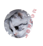 リアル にゃんこ（個別スタンプ：32）