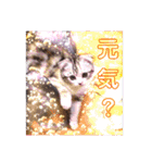 リアル にゃんこ（個別スタンプ：33）