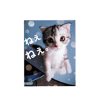 リアル にゃんこ（個別スタンプ：37）