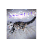 リアル にゃんこ（個別スタンプ：39）