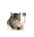しらすとじゃこでございます。（個別スタンプ：1）