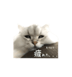 しらすとじゃこでございます。（個別スタンプ：2）