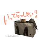 しらすとじゃこでございます。（個別スタンプ：10）
