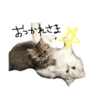 しらすとじゃこでございます。（個別スタンプ：11）